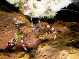 Banded Coral Shrimp IMG 4621